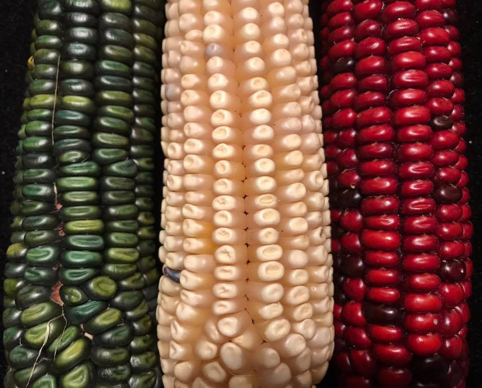COLOURS OF CORN RESEMBLE THE MEXICAN FLAG